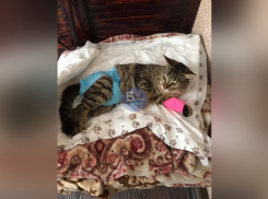 В Батайске живодеры изнасиловали кота  