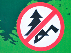 В преддверии Нового года в хвойных лесах Дона усилена охрана