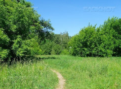 В Ростовской области нашли мать, выбросившую младенца в лесополосу