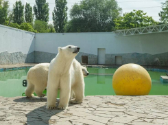 «Грязевые лужи и ледяные фрукты»: как спасаются от жары обитатели ростовского зоопарка