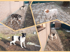 В Ростове ищут новый дом для собак, чьи хозяева разбились в авиакатастрофе в Непале