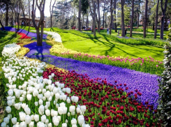 В Ростове-на-Дону в мае пройдет фестиваль тюльпанов