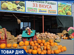 ТОВАР ДНЯ: Тыква в подарок на тыквенной ферме Андраника Срапионяна 