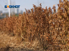 Глава Ростова признал, что в парке «Левобережном» деревья не прижились