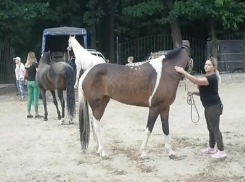 В Ростове начался суд над коневладелицами-живодерками