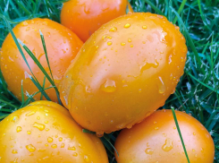 Томаты Еллоу Авюри F1: потрясающий вкус и необычная форма плодов