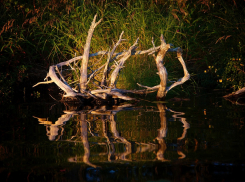 Водоемы Ростова, Азова, Таганрога и Новочеркасска признали самыми грязными