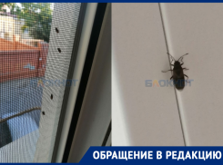 Массовое нашествие клопов началось в центре Ростова