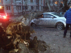 Упавший тополь уничтожил новый «Форд» во дворе Ростова: еще три автомобиля получили повреждения