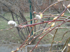 Шутки природы: 31 декабря в Ростове зацвела верба