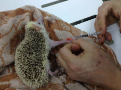 Африканского ушастого ежа уникальным способом спасли в Ростове