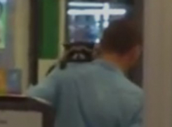 Оседлавший хозяина енот пришел за покупками в супермаркет Ростова-на-Дону