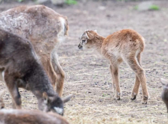 В Ростовском-на-Дону зоопарке показали малыша муфлона, которому меньше недели