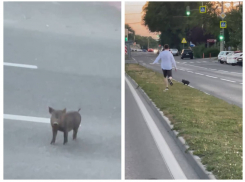 В Ростове жители заметили бегающего черного кабанчика по дороге 