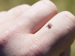 В Ростовской области еще один человек погиб после укуса клеща