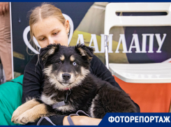 В Ростове проходит юбилейный благотворительный фестиваль «Дай лапу»