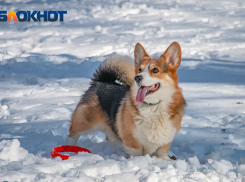 В Ростове 18 февраля ожидается мокрый снег и гололед