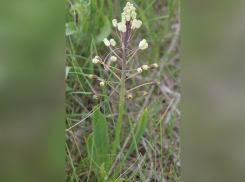 В Ростовской области растет бельвалия сарматская, занесенная в Красную книгу России