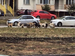 Стая бродячих собак в Александровке пугает ростовчан