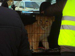 Маленьким пушистым львенком и совами торговал на рынке ростовский любитель экзотики