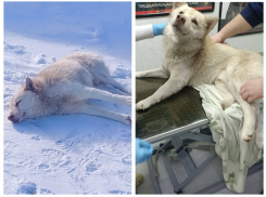 Нелюди: волонтеры рассказали, как спасают подстреленного и брошенного на морозе пса