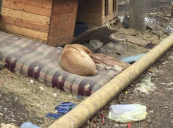 Собачья деревенька, возникшая среди многоэтажек в Ростове, взбудоражила горожан