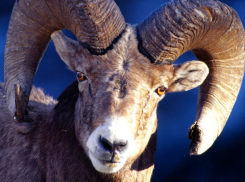 Убийство барана на глазах у прохожих возле детсада в центре Ростова совершили жестокие мужчины