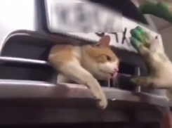 В Ростовском автосервисе мастера спасли злого кота, застрявшего в бампере автомобиля