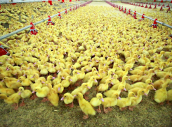 Производством утки в Ростовской области может заняться ГК «Даматэ»