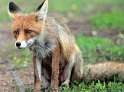 Обнаруженные в лесу опасные останки животного подняли «на уши» целый хутор в Ростовской области