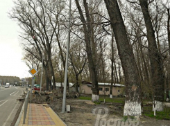 Жестокую расправу со знаменитым деревом-убийцей совершили в Ростове