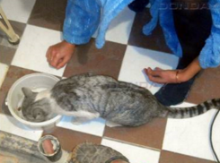 Крушением стен в квартире завершилась операция по спасению кота в Новочеркасске