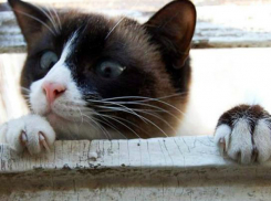 Отчаянный кот-рецидивист вынудил спасателей разобрать крышу магазина в Ростовской области