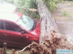 В Ростове из-за ураганного ветра падают рекламные щиты и деревья