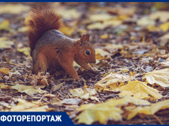 Фотограф показал невероятную красоту золотой осени в Ростове