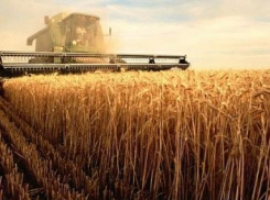 Рекордным урожаем отметила Ростовская область свою годовщину