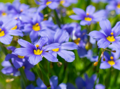 Лунный календарь садовода и огородника с 20 по 26 июля