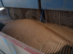 Полицейского из Аксая проверяют за отказ принять заявление о пропаже 24 тонн пшеницы 