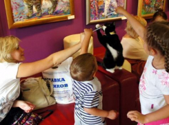 В Ростове первое котокафе появится не позже января