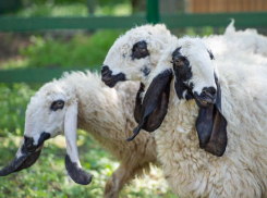 Длинноухими и пушистыми овцами пополнился зоопарк Ростова-на-Дону