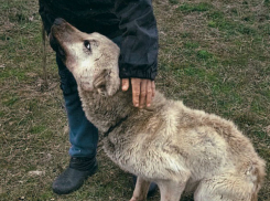 Собаки задыхались и медленно умирали в муках на руках жестокого ветеринара из Ростова