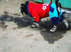 Лохматая «модница» в синих штанах подняла настроение жителям Ростова