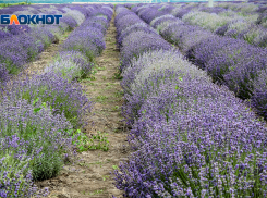 В Ростовской области пройдет «Фестиваль лаванды» 30 июня 
