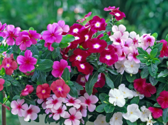 Безупречный катарантус цветет с весны до самых заморозков