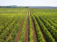 Ростовский винодел отказался от экспорта продукции в Китай ради России