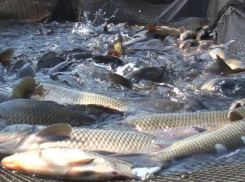 Подозрительные пруды для разведения форели и карпа использовала известная фирма Ростовской области