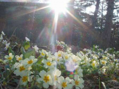 Жару до +18 градусов обещают синоптики жителям Ростова в эту пятницу