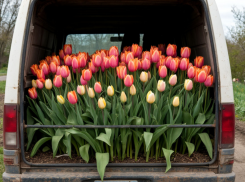 Мошенники продали тюльпаны в Ростове, которые ехали из Краснодара предпринимателю в Омск