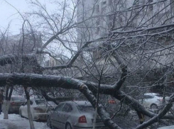 Огромное дерево упало на припаркованные машины и перекрыло проезд в центре Ростова