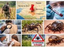 На Ростовскую область надвигаются опасные «догоняющие клещи-мутанты»